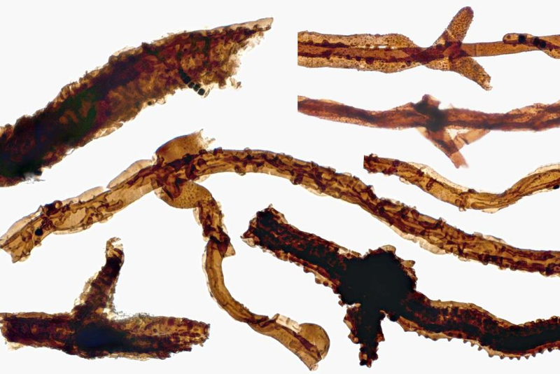 A range of Tortotubus fungus filaments at various stages of development.